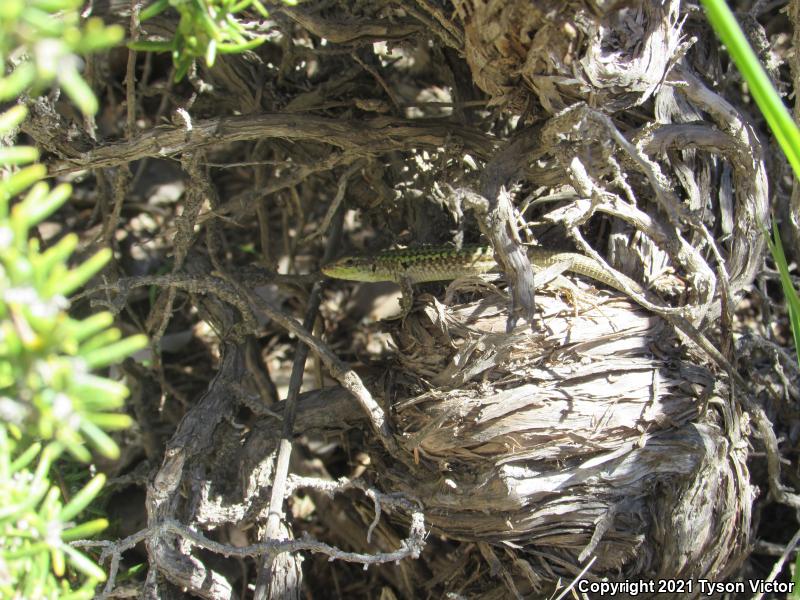 Italian Wall Lizard (Podarcis sicula)