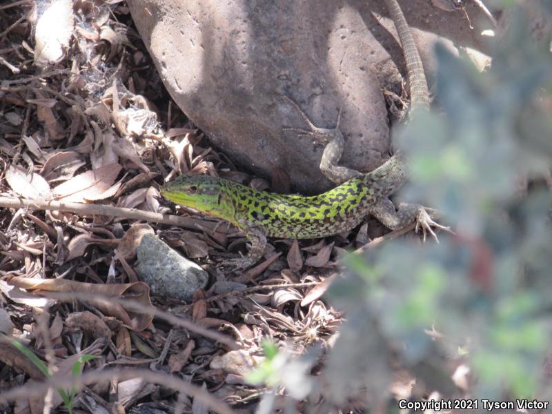 Italian Wall Lizard (Podarcis sicula)