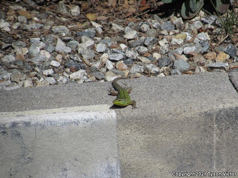 Italian Wall Lizard (Podarcis sicula)