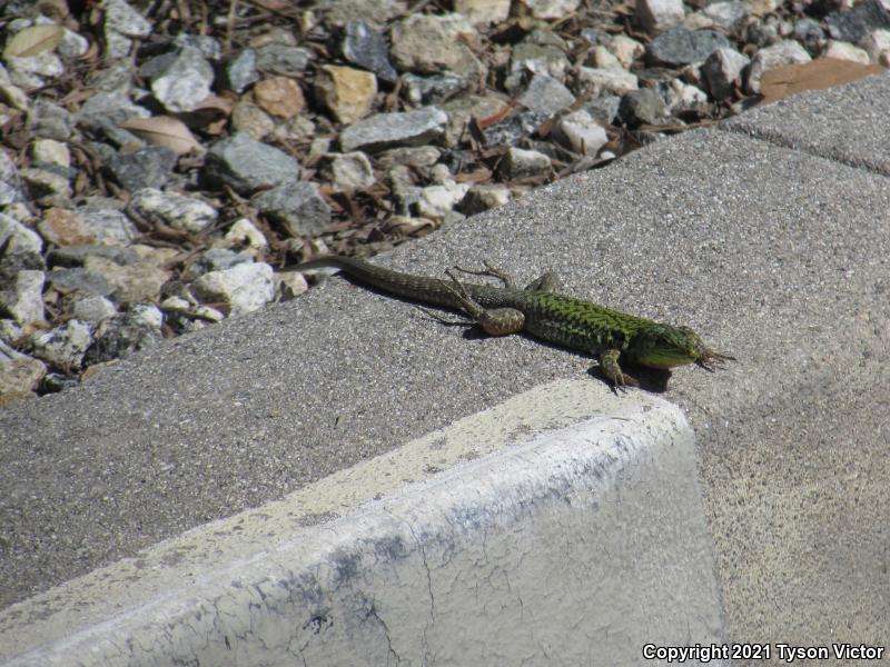 Italian Wall Lizard (Podarcis sicula)