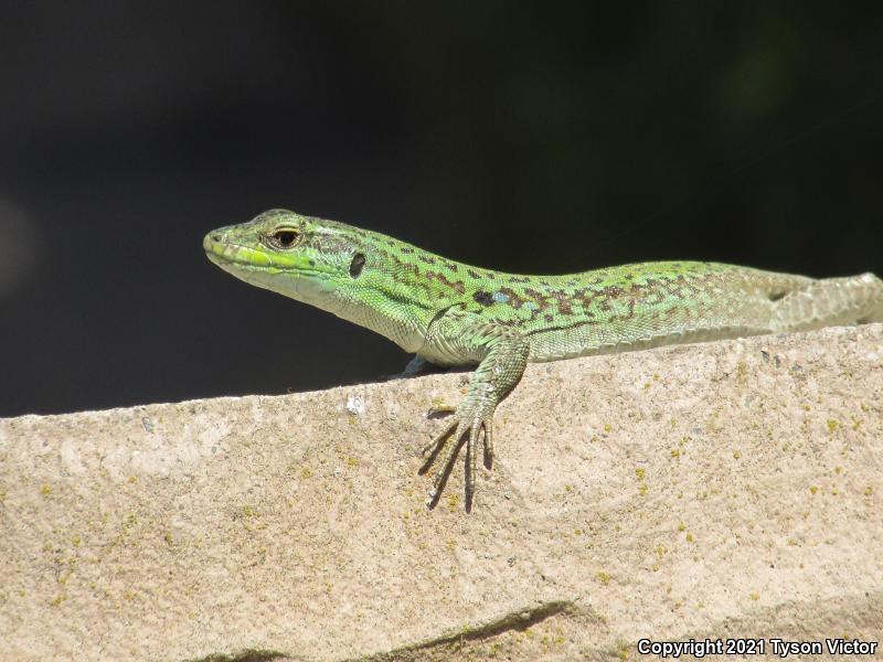 Italian Wall Lizard (Podarcis sicula)