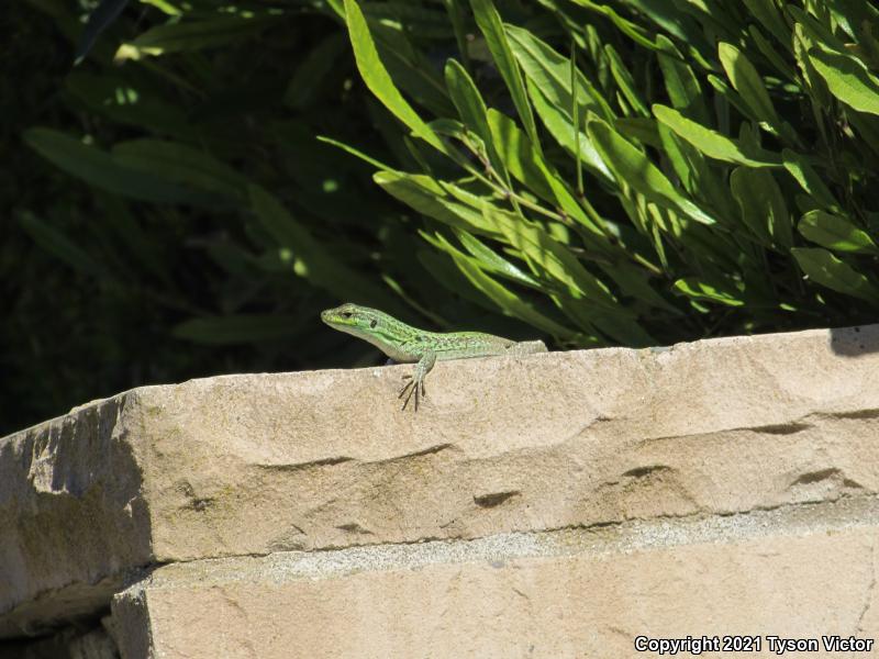 Italian Wall Lizard (Podarcis sicula)