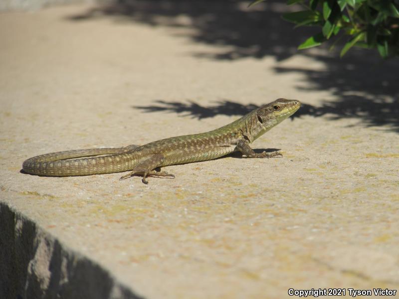 Italian Wall Lizard (Podarcis sicula)