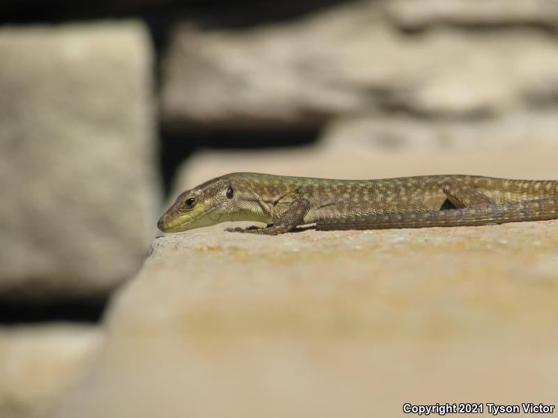 Italian Wall Lizard (Podarcis sicula)