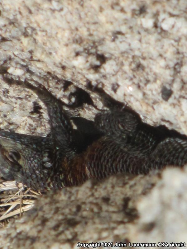 Granite Spiny Lizard (Sceloporus orcutti)