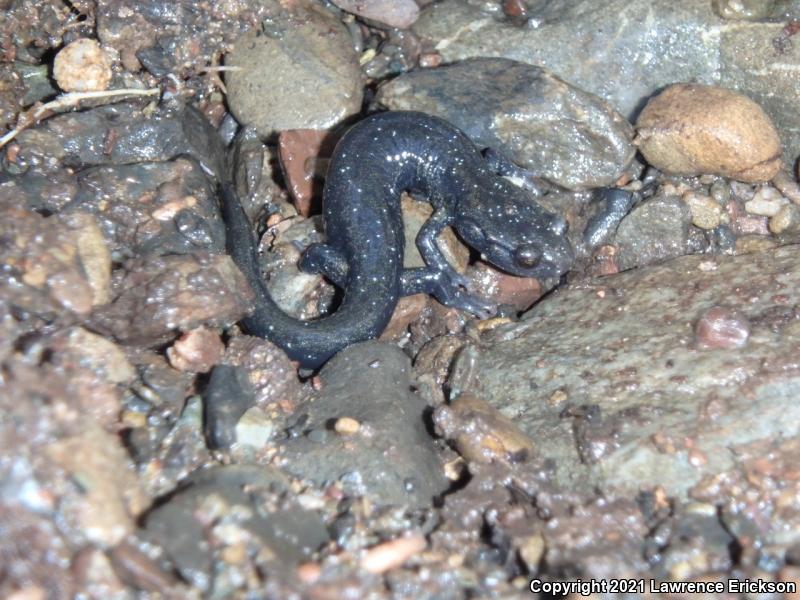 Santa Cruz Black Salamander (Aneides flavipunctatus niger)