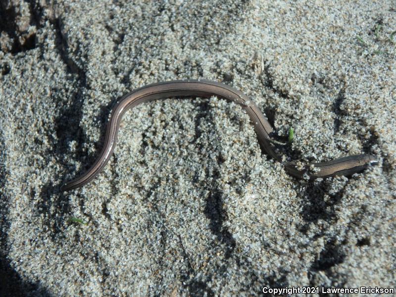 California Legless Lizard (Anniella pulchra)