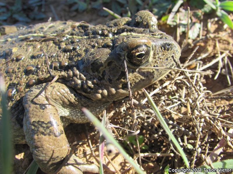 Southern California Toad (Anaxyrus boreas halophilus)