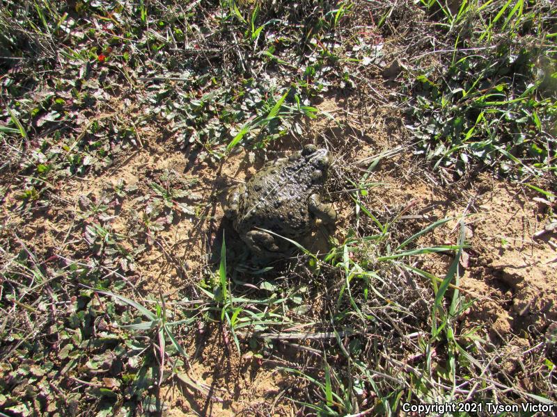 Southern California Toad (Anaxyrus boreas halophilus)