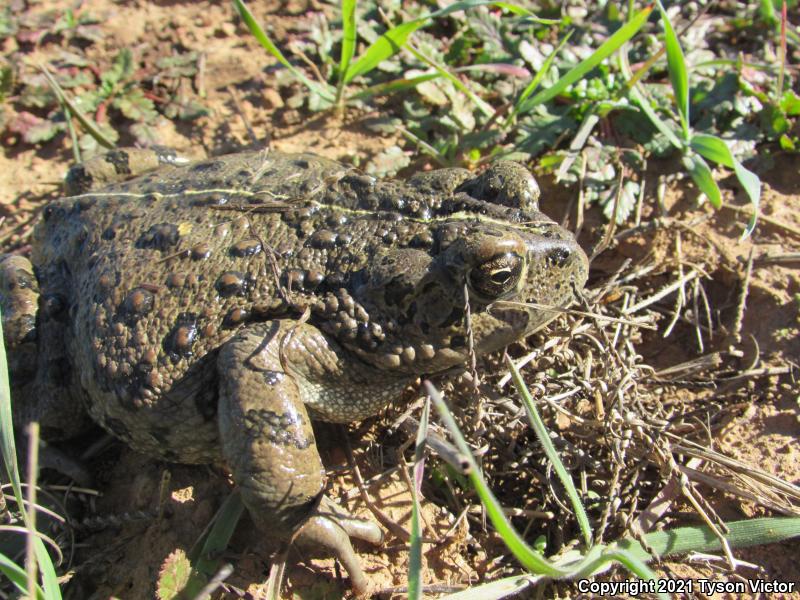 Southern California Toad (Anaxyrus boreas halophilus)