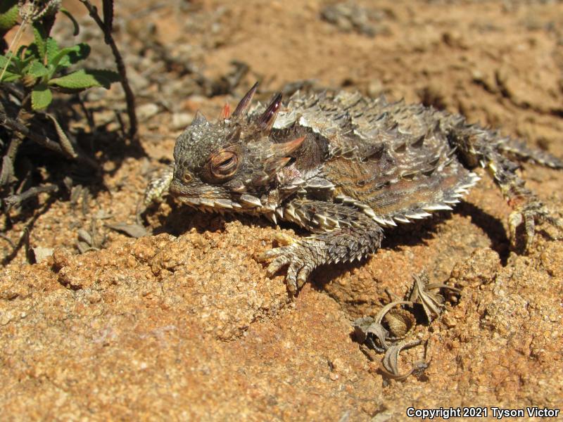 Blainville's Horned Lizard (Phrynosoma blainvillii)