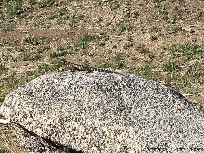 Granite Spiny Lizard (Sceloporus orcutti)