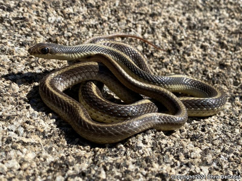 Coast Patch-nosed Snake (Salvadora hexalepis virgultea)