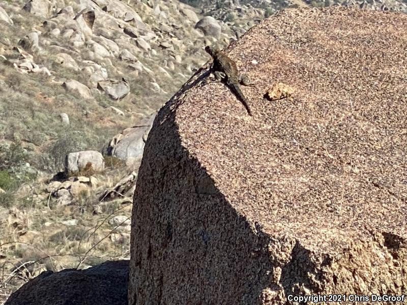 Granite Spiny Lizard (Sceloporus orcutti)