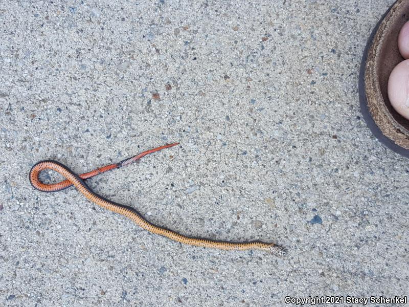 San Bernardino Ring-necked Snake (Diadophis punctatus modestus)