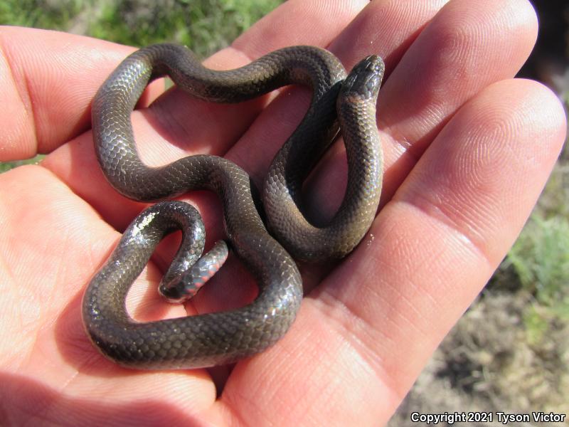 San Bernardino Ring-necked Snake (Diadophis punctatus modestus)