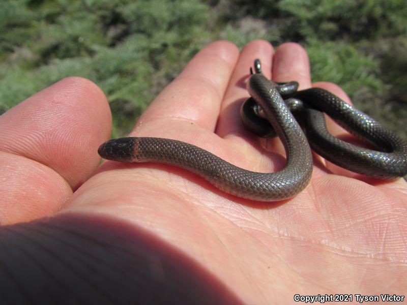 San Bernardino Ring-necked Snake (Diadophis punctatus modestus)