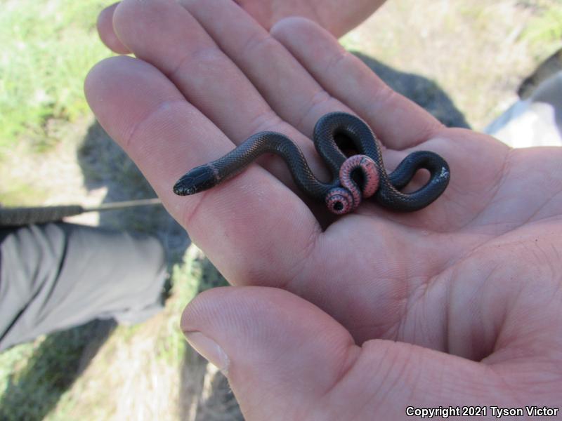 San Bernardino Ring-necked Snake (Diadophis punctatus modestus)