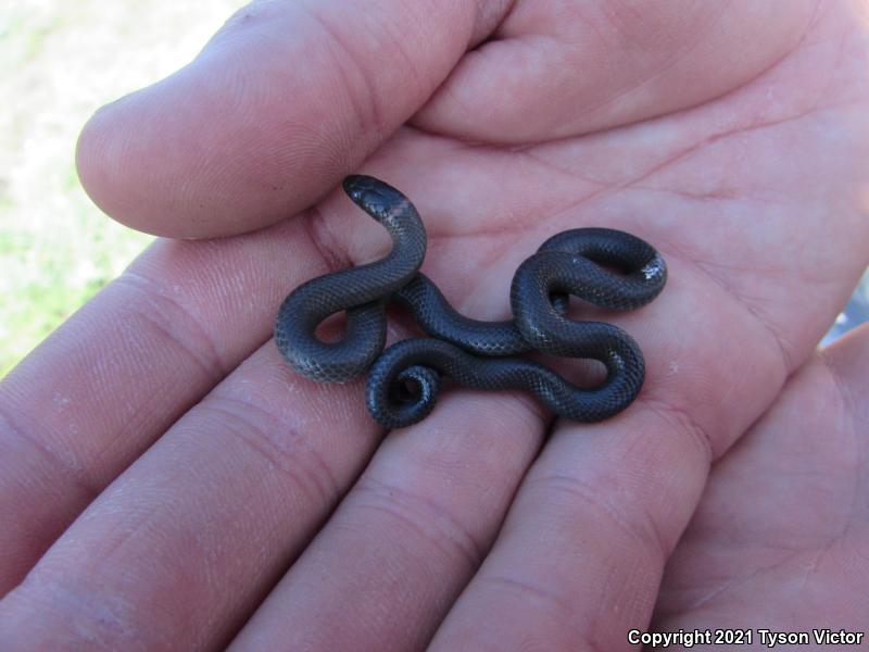 San Bernardino Ring-necked Snake (Diadophis punctatus modestus)