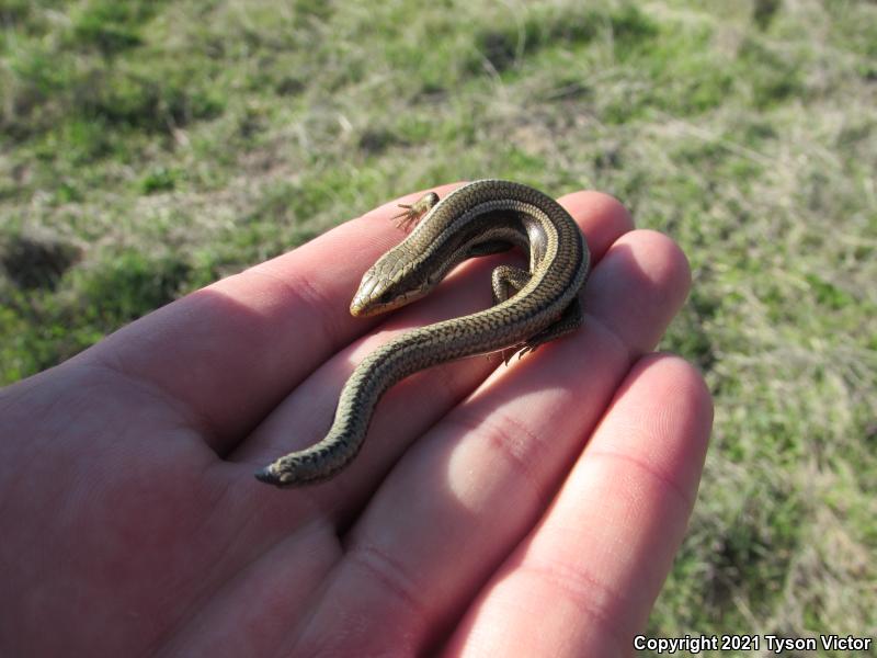 Coronado Island Skink (Plestiodon skiltonianus interparietalis)