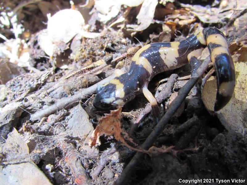 Large-blotched Ensatina (Ensatina eschscholtzii klauberi)