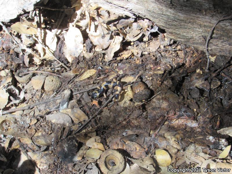 Large-blotched Ensatina (Ensatina eschscholtzii klauberi)