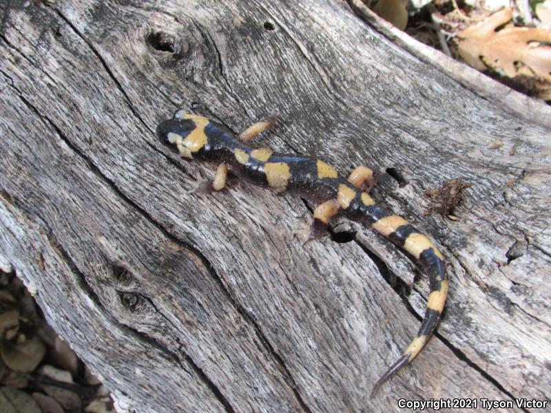 Large-blotched Ensatina (Ensatina eschscholtzii klauberi)