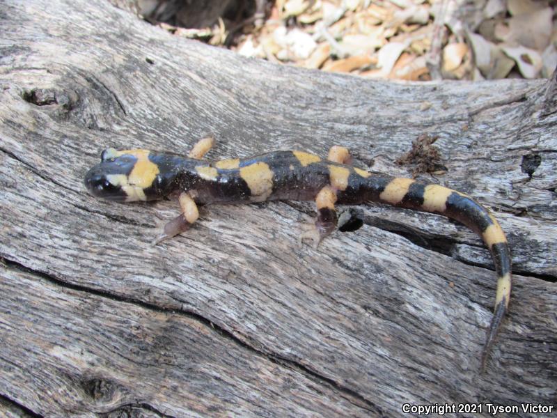 Large-blotched Ensatina (Ensatina eschscholtzii klauberi)