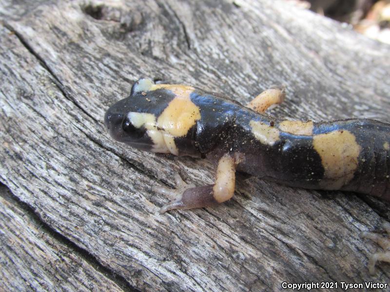 Large-blotched Ensatina (Ensatina eschscholtzii klauberi)