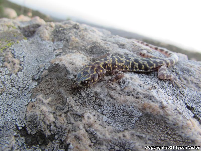 Granite Night Lizard (Xantusia henshawi)