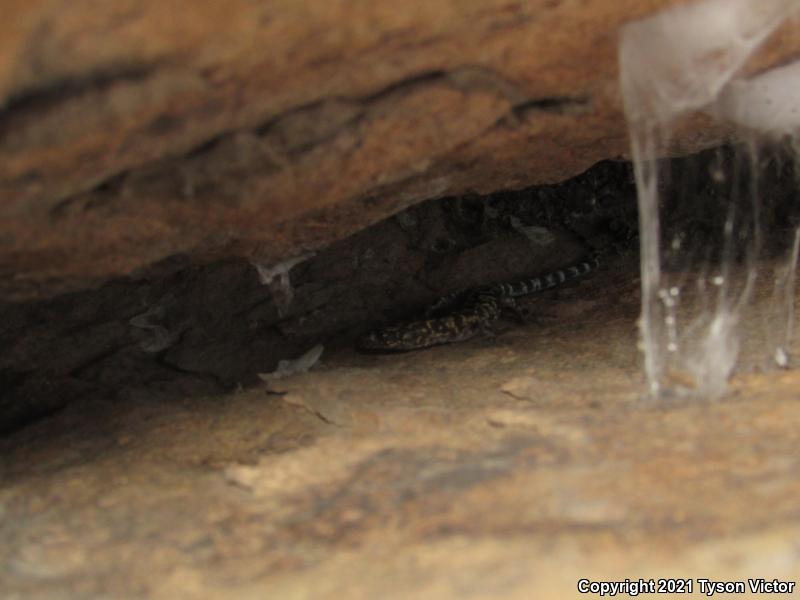 Granite Night Lizard (Xantusia henshawi)