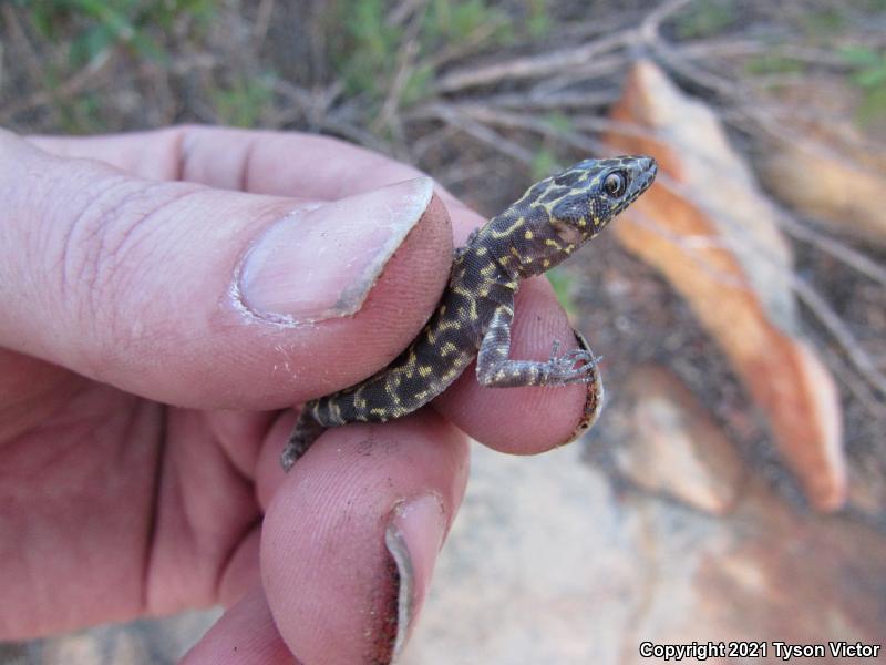 Granite Night Lizard (Xantusia henshawi)