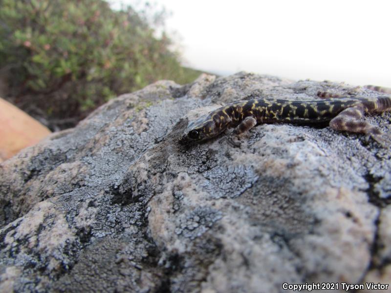 Granite Night Lizard (Xantusia henshawi)