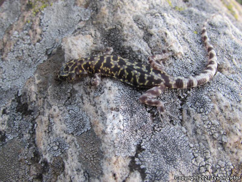 Granite Night Lizard (Xantusia henshawi)