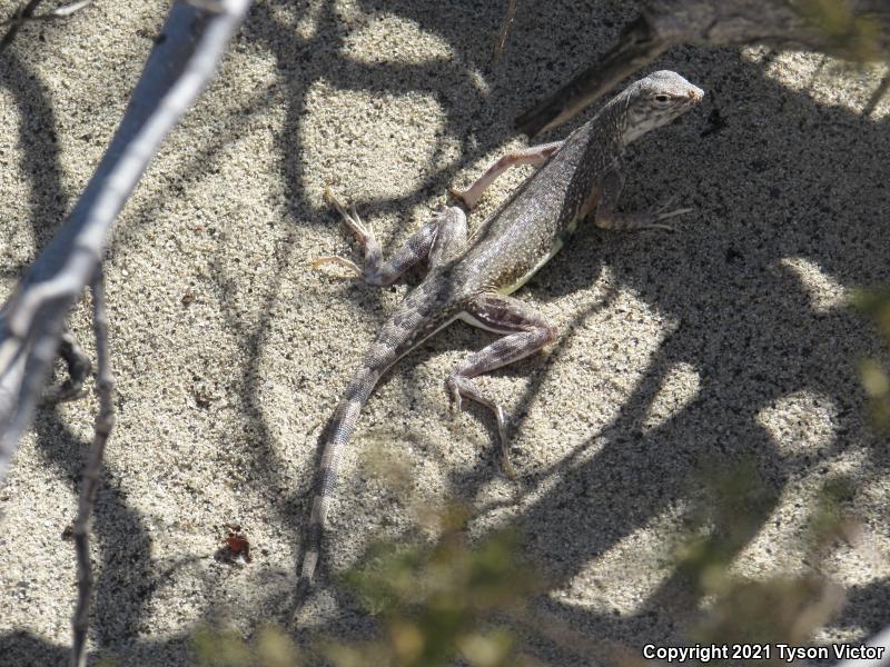 Western Zebra-tailed Lizard (Callisaurus draconoides rhodostictus)