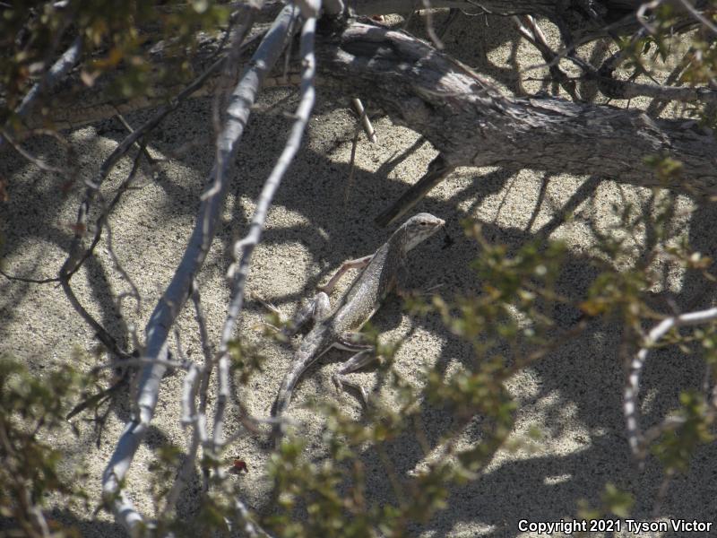 Western Zebra-tailed Lizard (Callisaurus draconoides rhodostictus)