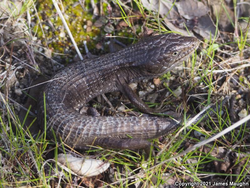 California Alligator Lizard (Elgaria multicarinata multicarinata)