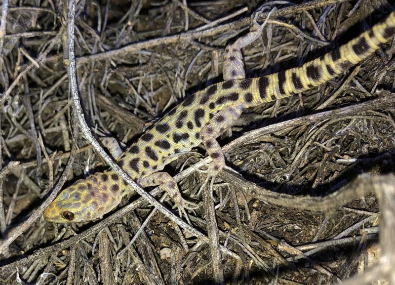 Granite Night Lizard (Xantusia henshawi)