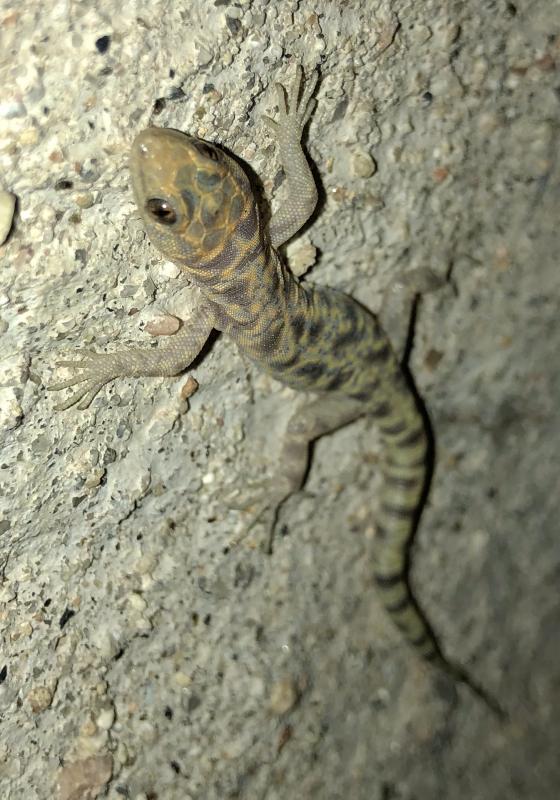 Granite Night Lizard (Xantusia henshawi)
