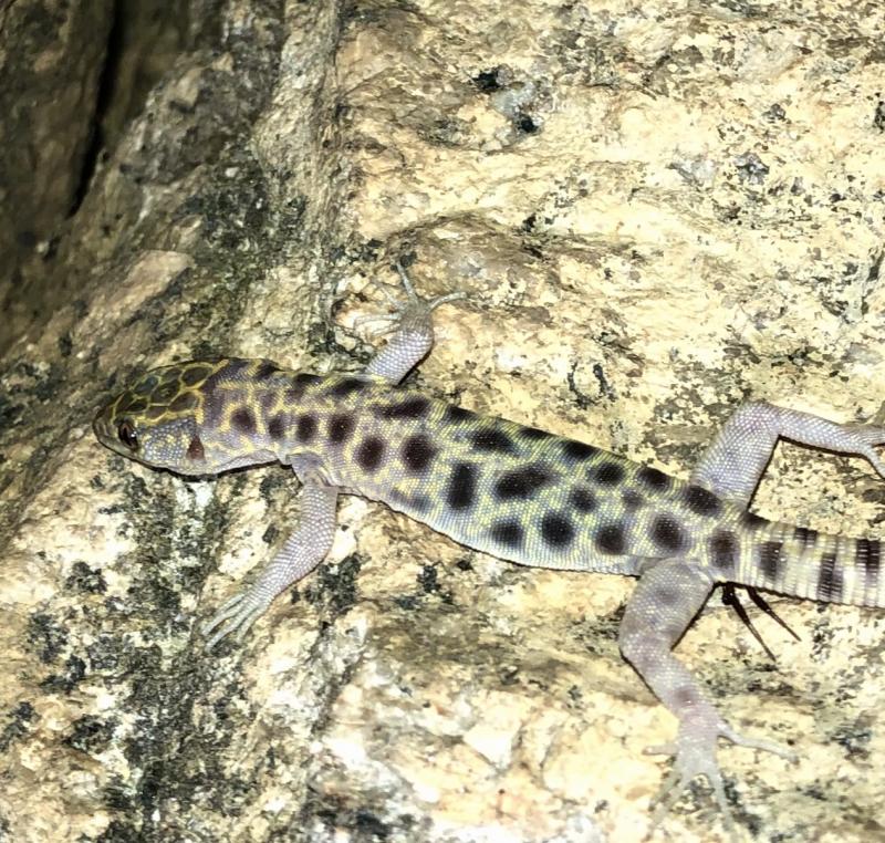 Granite Night Lizard (Xantusia henshawi)