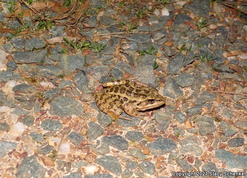 Pickerel Frog (Lithobates palustris)