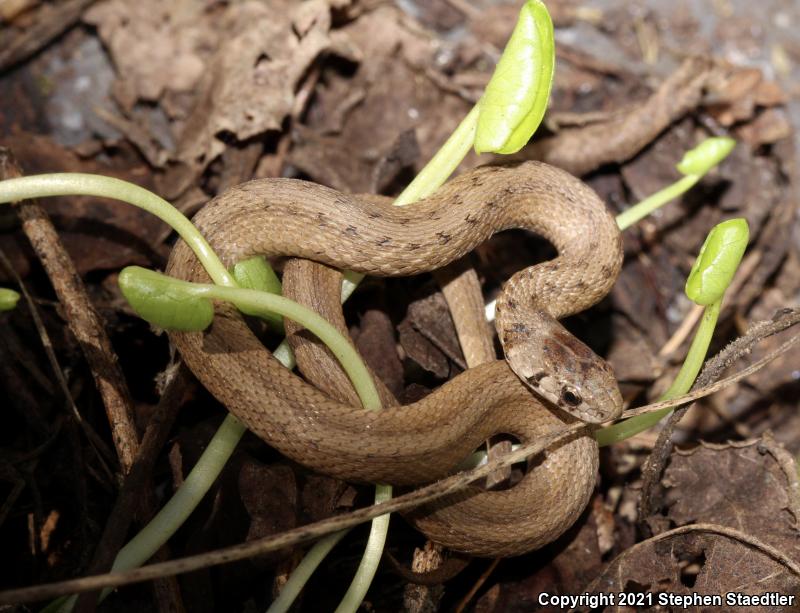 Northern Brownsnake (Storeria dekayi dekayi)