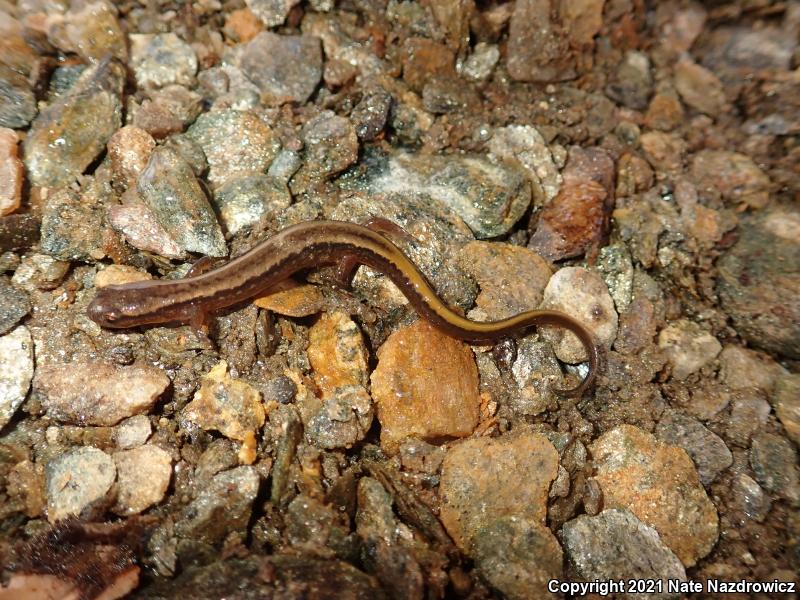 Northern Two-lined Salamander (Eurycea bislineata)