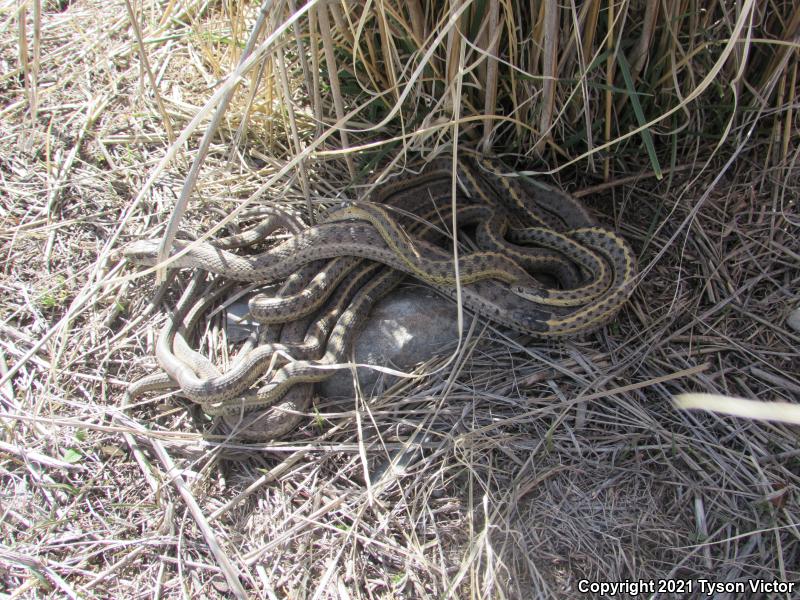 Wandering Gartersnake (Thamnophis elegans vagrans)