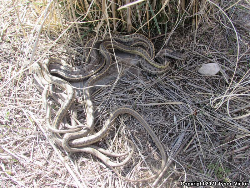 Wandering Gartersnake (Thamnophis elegans vagrans)