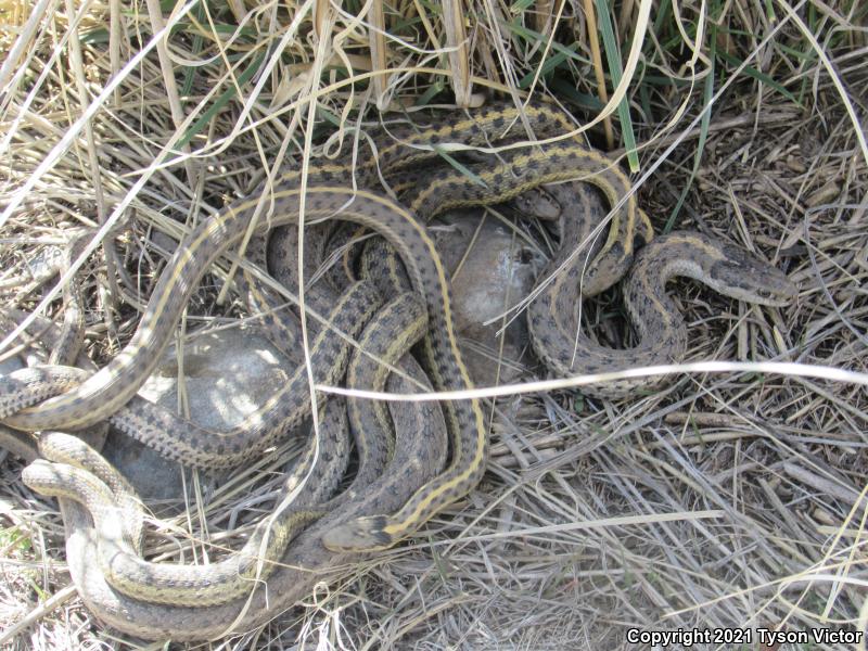 Wandering Gartersnake (Thamnophis elegans vagrans)