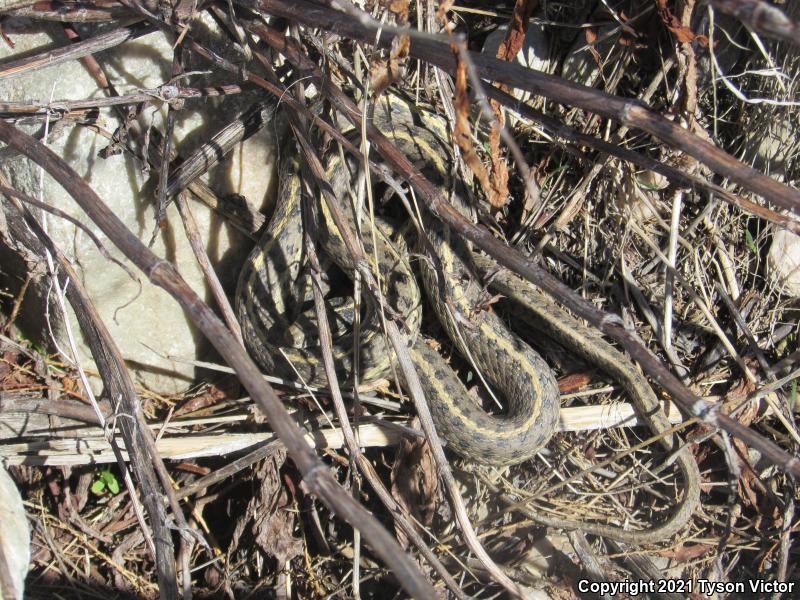 Wandering Gartersnake (Thamnophis elegans vagrans)