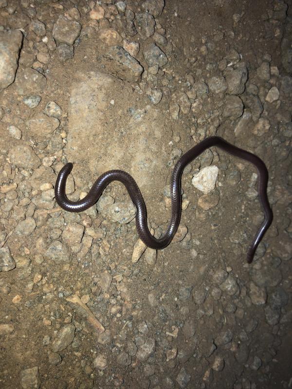 SouthWestern Threadsnake (Leptotyphlops humilis humilis)