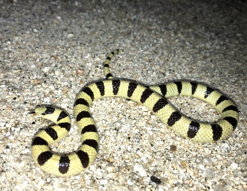 Colorado Desert Shovel-nosed Snake (Chionactis occipitalis annulata)