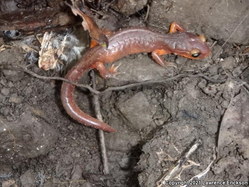 Yellow-eyed Ensatina (Ensatina eschscholtzii xanthoptica)